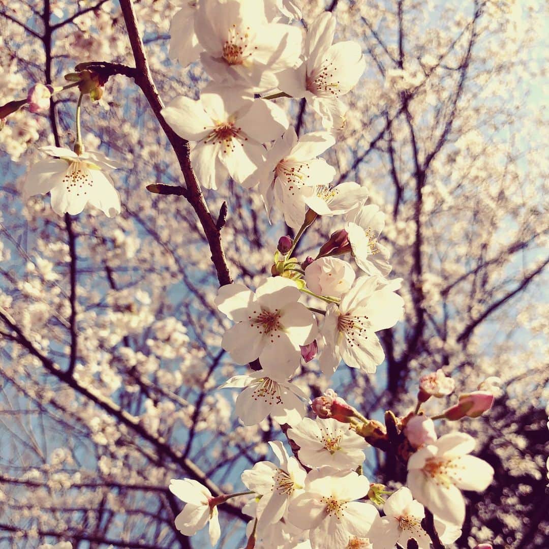 木村真野さんのインスタグラム写真 - (木村真野Instagram)「#japan」3月26日 22時05分 - mayakimura5