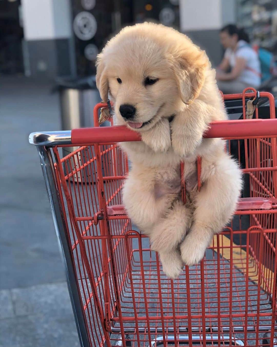 Animalsさんのインスタグラム写真 - (AnimalsInstagram)「Shopping partner 🐾💕 Yay? By: @coco.aram #dog #newyork . . . . #cute #love #goals #perfect #stylish #perfect #inspiration #fashionpost #bestoftheday #photooftheday #fashioninsta #amazing #streetstyle #fashionblog #fashionable #fashion #babies #beach #gorgeous #style #baby #girl #balcony #flowers #dress #babe #insta_animall #bestvacations #travelawesome」3月26日 22時14分 - insta_animall