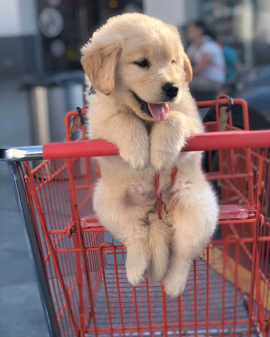 Animalsさんのインスタグラム写真 - (AnimalsInstagram)「Shopping partner 🐾💕 Yay? By: @coco.aram #dog #newyork . . . . #cute #love #goals #perfect #stylish #perfect #inspiration #fashionpost #bestoftheday #photooftheday #fashioninsta #amazing #streetstyle #fashionblog #fashionable #fashion #babies #beach #gorgeous #style #baby #girl #balcony #flowers #dress #babe #insta_animall #bestvacations #travelawesome」3月26日 22時14分 - insta_animall