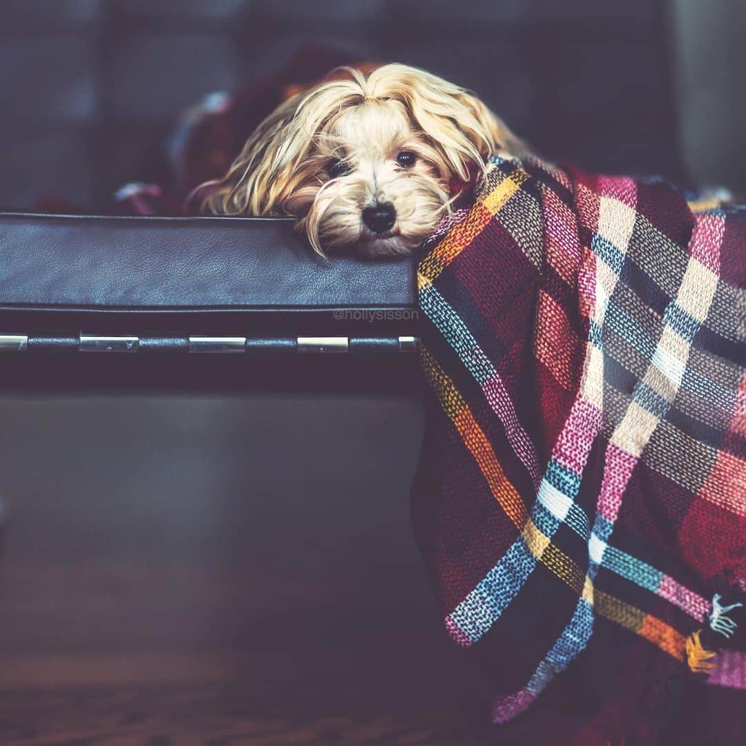 Holly Sissonのインスタグラム：「Staying in and keeping cozy! ❤️🐶 I hope you are all well! Life has been crazy, so took a bit of a break from posting, there have been other priorities, specifically taking care of the elderly parents, getting them stocked up on food, running errands, etc. plus tending to my own household. Hoping that I can now minimize contact outside the house for a little while at least. 👍  #Toronto #Havanese #stayhomeandsnuggle ~ See more of Oliver, and Alice & Finnegan, on their pet account @pitterpatterfurryfeet ~ Canon 1D X + 85 f1.2L II @ f1.2 (See my bio for full camera equipment information plus info on how I process my images. 😊) ~ @bestwoof #bestwoof」