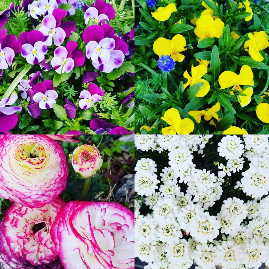 のインスタグラム：「見つけたお花たち🌼桜🌸だけじゃないよ〰️‼️」