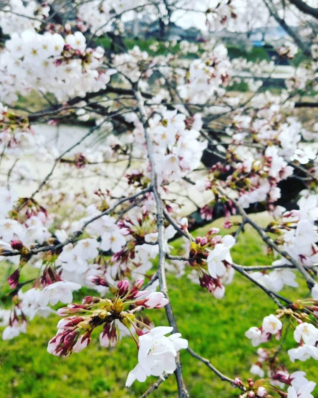 のインスタグラム：「やっぱり桜かな🌸咲いてくれてありがとう‼️厳しい冬のあとに必ず咲く桜🌸そのすごさを改めて感じます。」