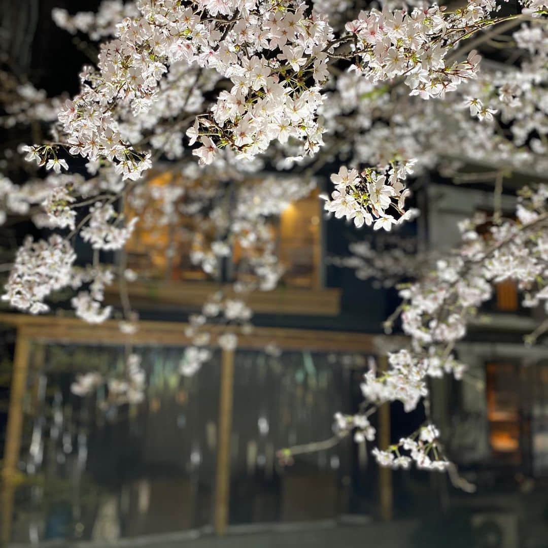 ケチャップ河合さんのインスタグラム写真 - (ケチャップ河合Instagram)「京都に帰ったら京都は普通に満開でした。 #kyoto  #さくら」3月26日 22時39分 - ketchupkawai