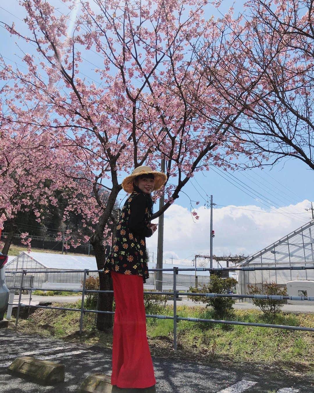 相羽瑠奈さんのインスタグラム写真 - (相羽瑠奈Instagram)「🌸🌸🌸🌸🌸🌸🌸🌸🌸🌸🌸🌸 🌸🌸🌸🌸ここでお花見しましょ🌸🌸🌸🌸🌸🌸🌸🌸🌸🌸🌸🌸🌸🌸🌸🌸🌸🌸🌸🌸🌸 🌸太陽の光にいい具合に当たってすごく綺麗だった🌸 🌸🌸🌸🌸🌸🌸🌸🌸🌸🌸🌸🌸🌸🌸🌸🌸 🌸🌸🌸🌸🌸🌸 #河津桜 #桜 #🌸 🌸🌸🌸🌸🌸🌸🌸🌸🌸🌸🌸🌸🌸🌸🌸🌸🌸🌸🌸🌸🌸🌸」3月26日 22時54分 - rone.runa