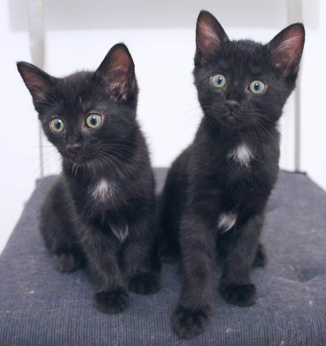 Homer Le Miaou & Nugget La Nugさんのインスタグラム写真 - (Homer Le Miaou & Nugget La NugInstagram)「Twinning #tbt with Tiny and his sister Cybille. They were the same in body but the opposite in personnality: Cybille was (and is still) very shy and quiet when Tiny is, well he's the Tiny we all know!lol Both are perfectly happy in their furrever homes... Happiness goal reached here!!!💖」3月26日 22時55分 - homer_le_chat