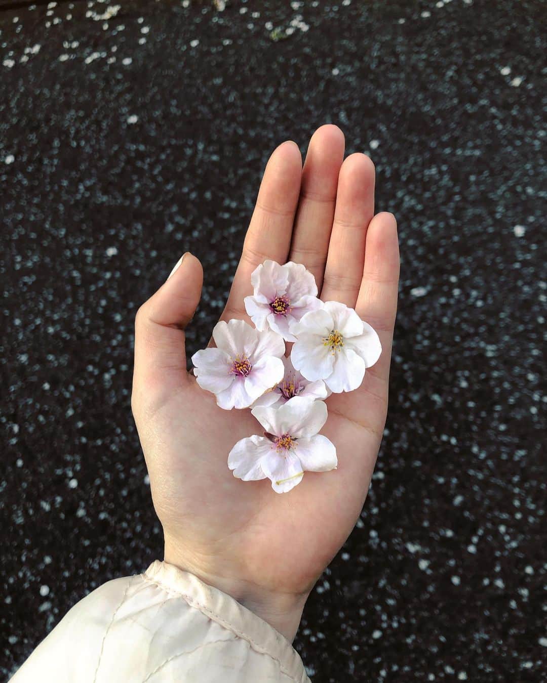 杏沙子さんのインスタグラム写真 - (杏沙子Instagram)「桜泥棒🦜 #桜 #さくら #🌸」3月26日 23時13分 - asako.ssw