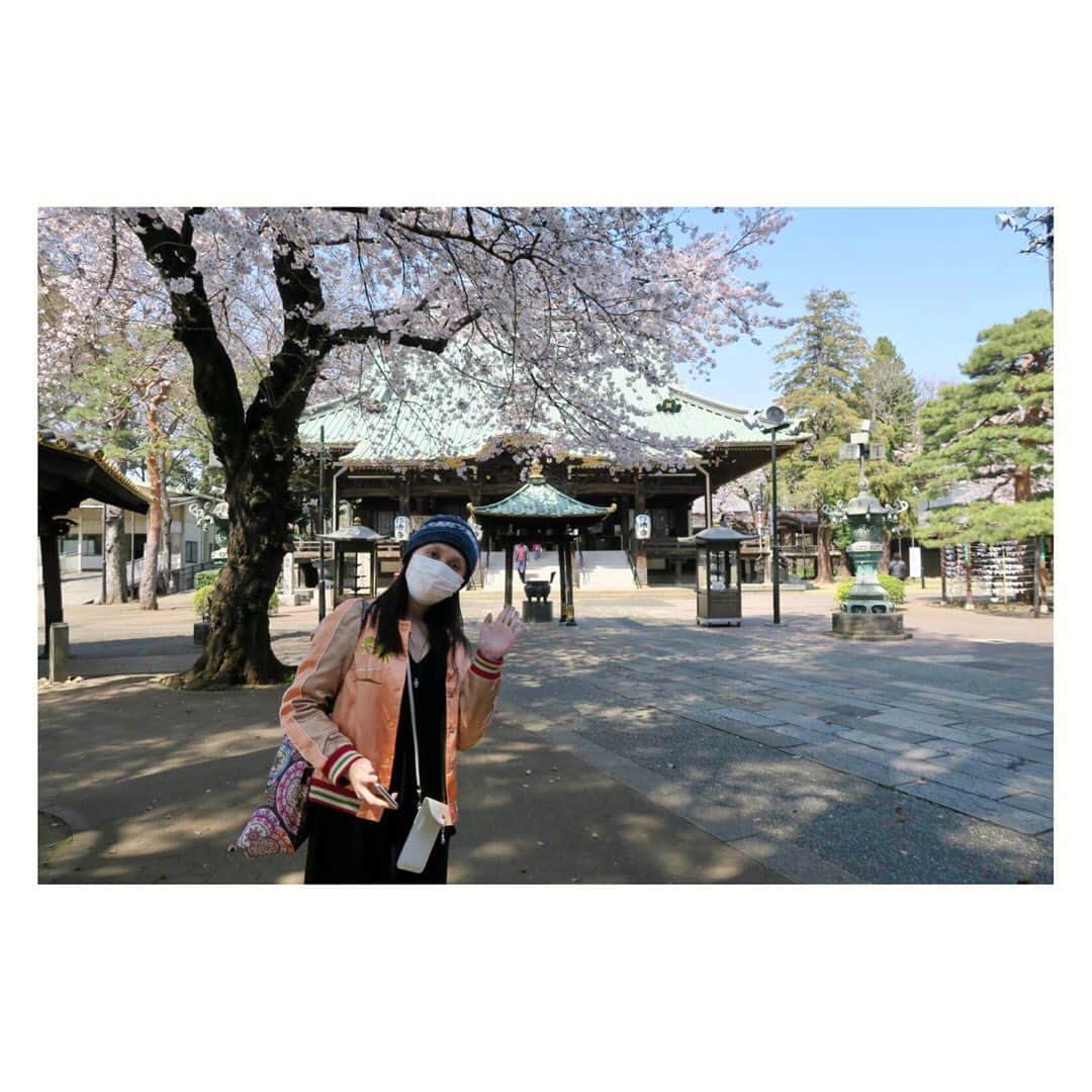中原翔子のインスタグラム：「#妙法寺 にて #桜 を眺めつつ、近くの◯佐で #おでん 🍢短い時間でしたが、お天気も良く気持ちよかった！ しかし…#お米 の注文が品切れでキャンセルになってしまって😭スーパーにも全くなくて驚きました…  #actresslife #japaneseactress #cherryblossom」