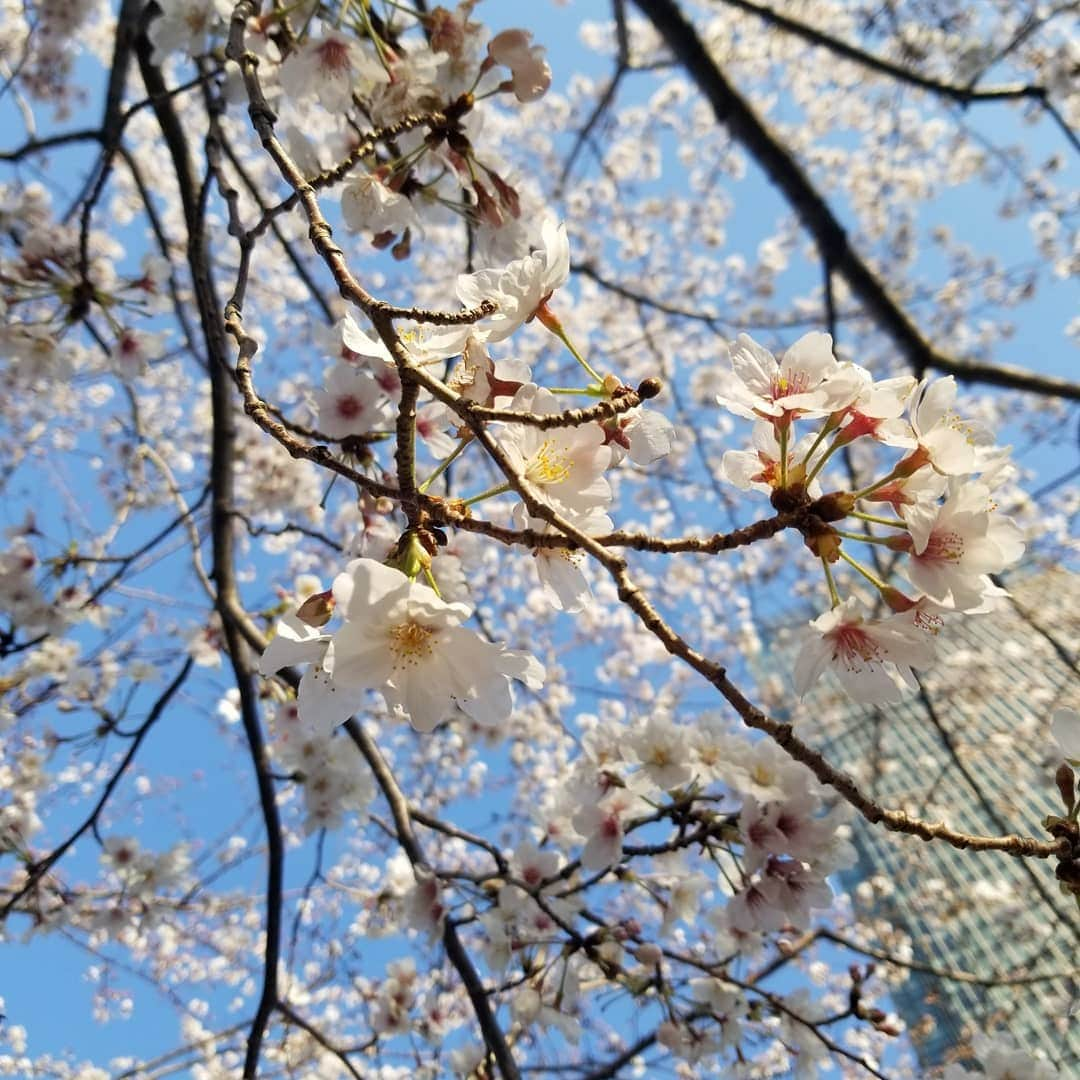 汾陽麻衣さんのインスタグラム写真 - (汾陽麻衣Instagram)「🌸満開の桜🌸 パンデミックの最中も季節は巡っているのですね。 一刻も早く平穏な日常が訪れますように。」3月26日 23時16分 - mai_kawaminami