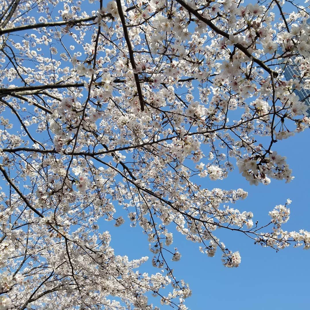 汾陽麻衣さんのインスタグラム写真 - (汾陽麻衣Instagram)「🌸満開の桜🌸 パンデミックの最中も季節は巡っているのですね。 一刻も早く平穏な日常が訪れますように。」3月26日 23時16分 - mai_kawaminami