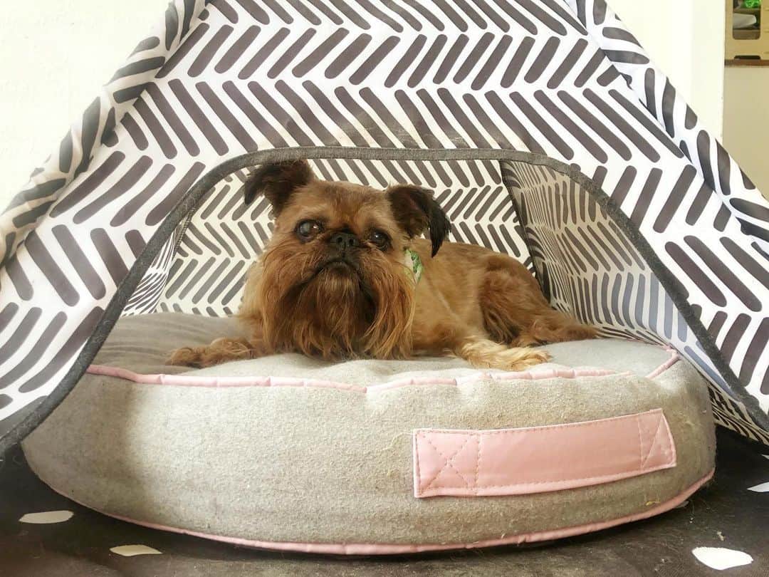 Digby & Aloのインスタグラム：「Day four of self isolation.  I’ve forgotten what the beach is. I only get to walk around the streets.  Might poop on the rug later.  The humans are only talking to the light box people. When I try to join in, the humans tell me to be quiet. The light box people cheer when they see me though.  Alo is unfortunately still here to annoy me. Please send snacks.」
