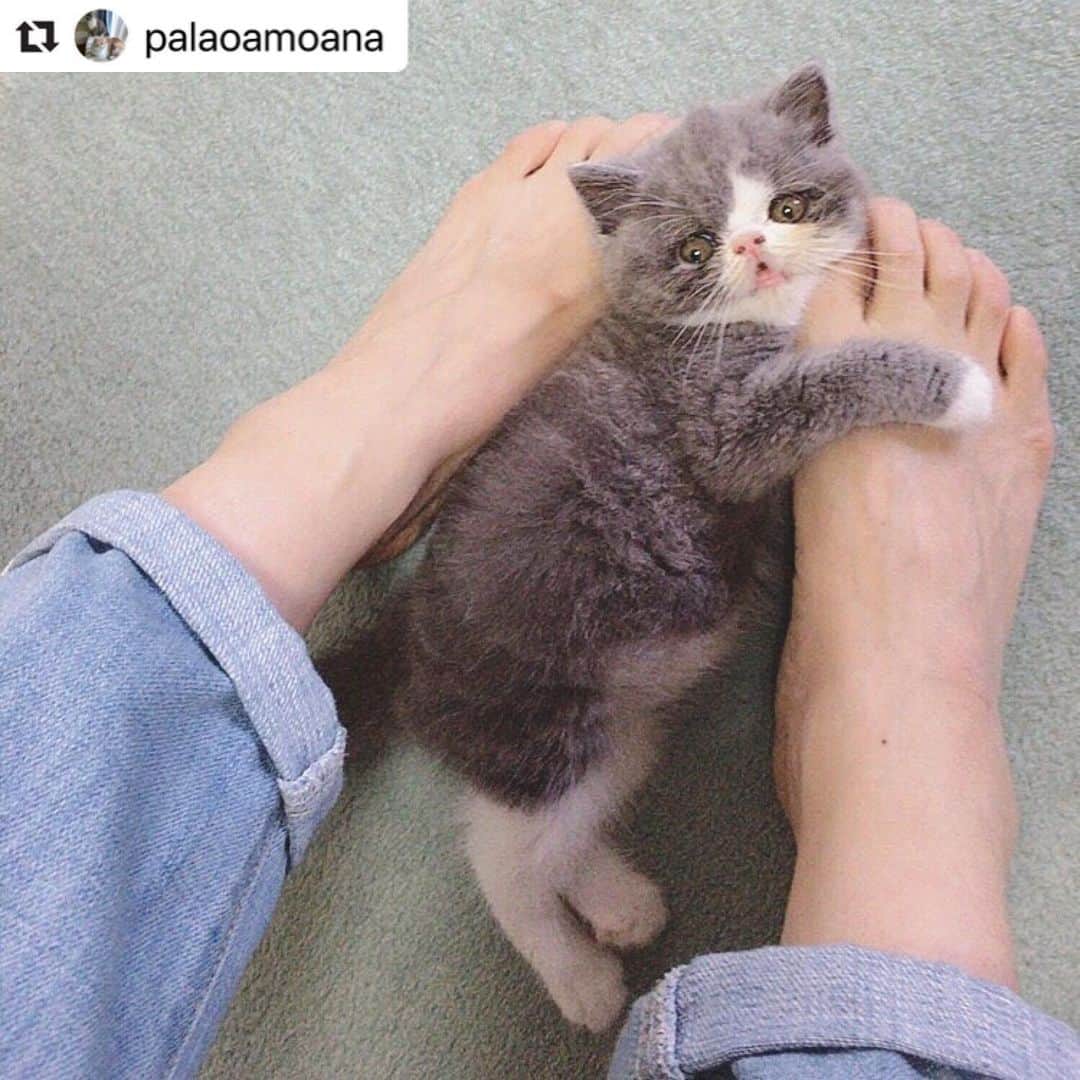 のインスタグラム：「【#ねこは人を笑顔にする】❣️ カイくん…❣️なんて小さいの😂✨癒されすぎる😭😭😭😭😭❤️足で挟んじゃうぞーっ❣️ぎゅぅぅぅう @palaoamoana さん、どうもありがとう😃❤️ #Repost @palaoamoana with @make_repost ・・・ . 23.5cmの足と同じサイズだった赤ちゃんの時に撮った写真🥰 来月で4歳になるカイくん、人間だと32歳！ .  #cat #bestmeow #instagramjapan #ねこ部 #ねこ #igersjp #みんねこ #エキゾチックショートヘア #猫部 #instacat #exoticshorthair #ふわもこ部 #cats_of_instagram #catstagram #picneko #catsfrend #cutepetclub  #にゃんすたぐらむ #loveにゃんこ #子猫  #こねこ #kitten #movie  #nyancon01  #exoticshorthairkitten #ねこは人を笑顔にする #PECO迷子ゼロ #eclatcat #anan動物」