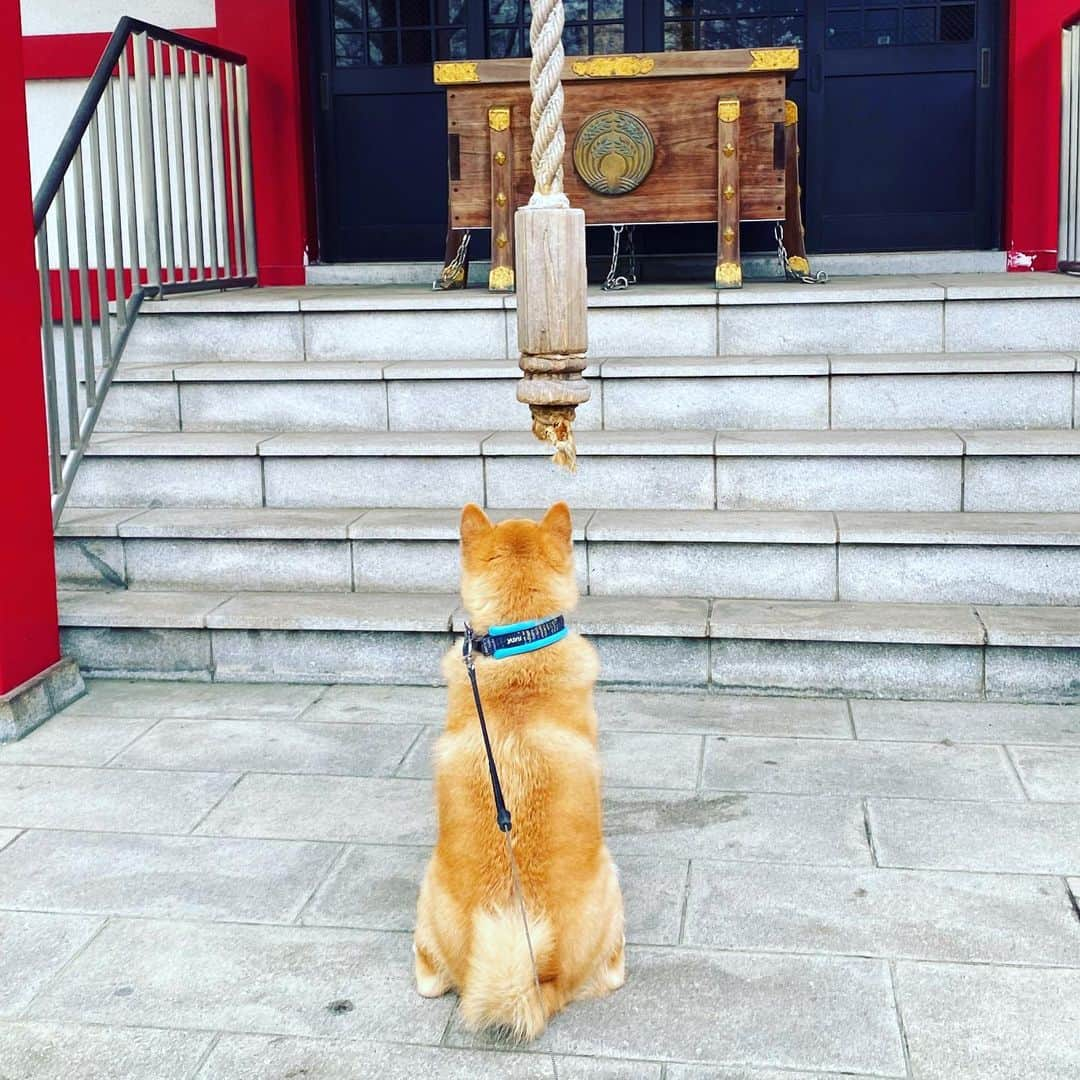 まる（まるたろう）さんのインスタグラム写真 - (まる（まるたろう）Instagram)「I’m praying for their safety and protection.✨🐶🙏✨みんな、無事でありますように。 #よく食べて #よく寝る #そしていっぱい笑う #コロナに負けるな」3月27日 9時22分 - marutaro