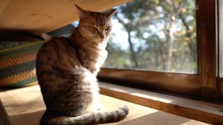 のインスタグラム：「日向ぼっこあめちゃん 風がなく快晴だったある日 飼い猫のつぶとあめと３人でウトウトしながら。  あめちゃんは、名前を呼ぶとしっぽで返事してくれます。 みなさんもぜひ一緒に「あーめちゃん♪」 #ねこのいる生活 #ねこのきもち #ねこと暮らす #ねこ好き #ねこすきさんと繋がりたい #ねこのいる暮らし #みんねこ #ねこばか #ねこ好きさんと繋がりたい #ねこ写真 #くろねこ #ねこちゃん #ねこすき #ねことの暮らし #かわいいねこ #のらねこ #ねこらぶ #ねこすた #保護ねこ #ねこスタグラム #はちわれねこ #ねこ #ねこすたぐらむ #ねこ部 #catlife #猫のいる生活 #にゃんだふるらいふ」