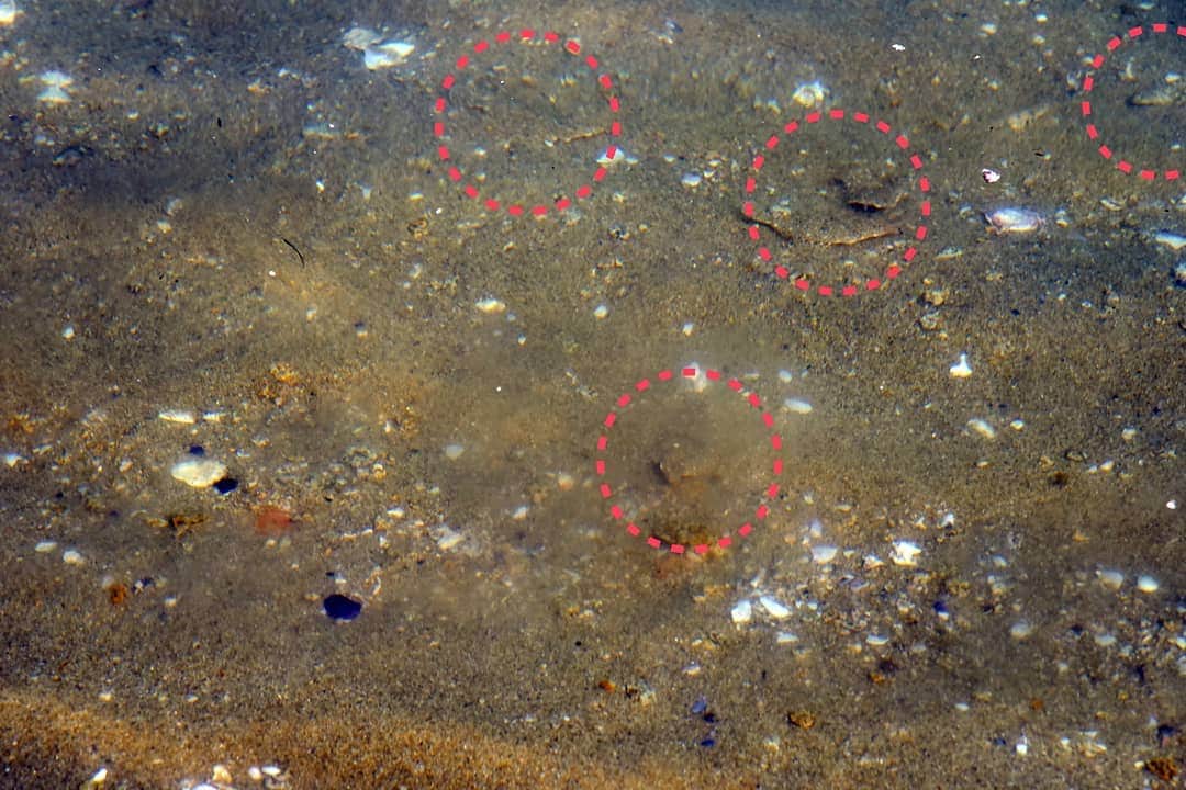 レジャーフィッシングさんのインスタグラム写真 - (レジャーフィッシングInstagram)「渚フカセをしていると、散らばったマキエに小魚が集まります。ヒラメの幼魚が…。 どこに何匹？ スライドすると正解が。  #渚 #夏の話 #マルキユー」3月27日 9時28分 - leisurefishing