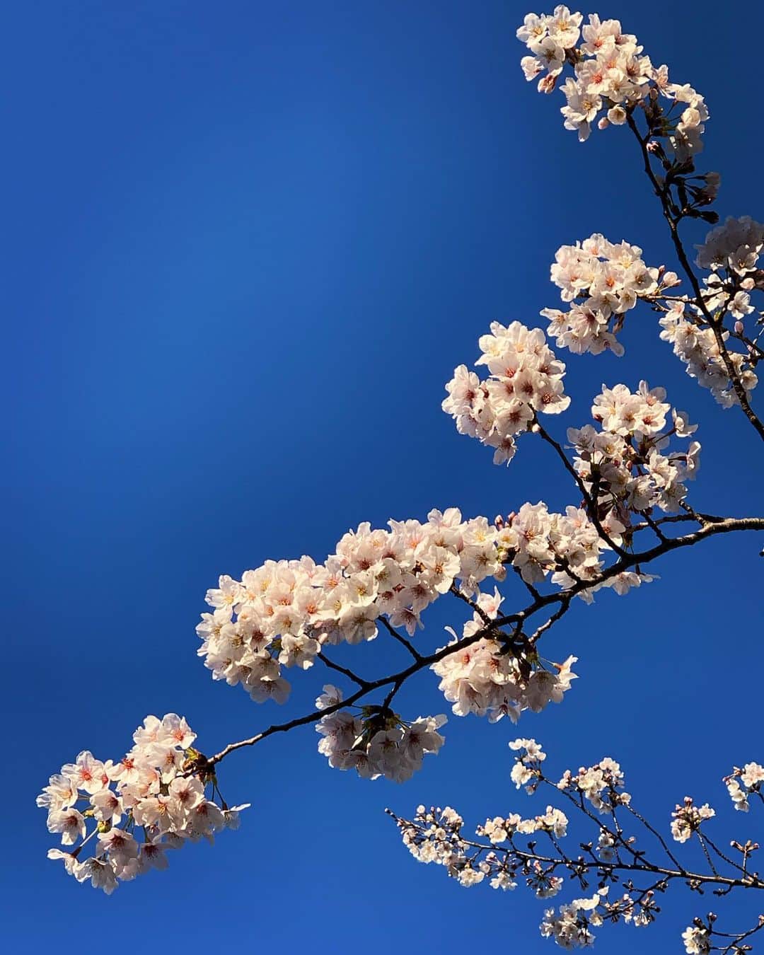 あべまみのインスタグラム：「🌸🔵 ﻿ #桜#2020#日枝神社#誰もいなかった#赤坂#春#晴天#早くみんなと見れますように#祈願#cherryblossom#spring#happy#smile#japan#instadaily#tokyo」