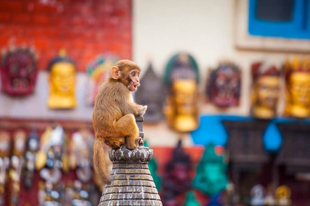 National Geographic Travelさんのインスタグラム写真 - (National Geographic TravelInstagram)「Photos by @emilypolar | A baby monkey cries out for his mother at Swayambhunath Stupa in Kathmandu. He was quickly back in the comfort of her arms. To see more of Nepal and beyond, follow me @emilypolar. #Nepal #Swayambhunath #Kathmandu」3月27日 1時16分 - natgeotravel