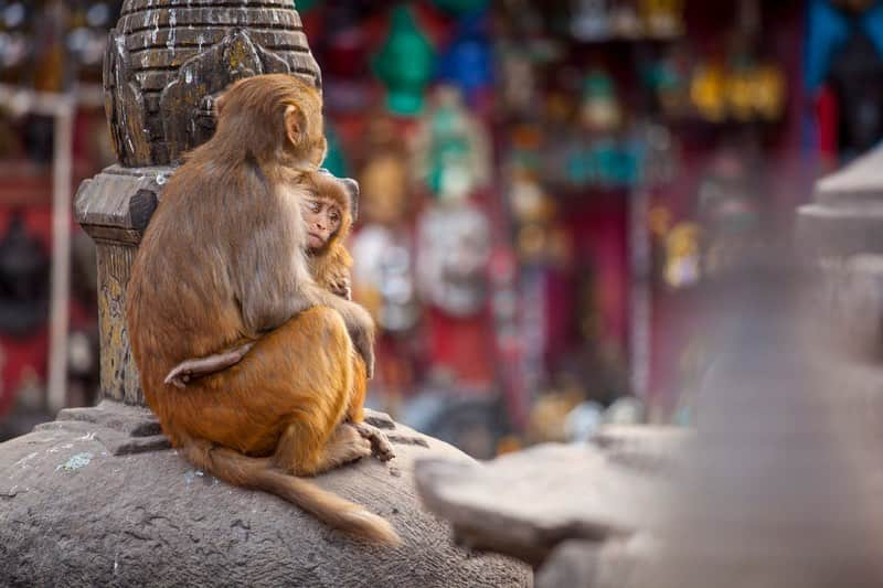 National Geographic Travelさんのインスタグラム写真 - (National Geographic TravelInstagram)「Photos by @emilypolar | A baby monkey cries out for his mother at Swayambhunath Stupa in Kathmandu. He was quickly back in the comfort of her arms. To see more of Nepal and beyond, follow me @emilypolar. #Nepal #Swayambhunath #Kathmandu」3月27日 1時16分 - natgeotravel