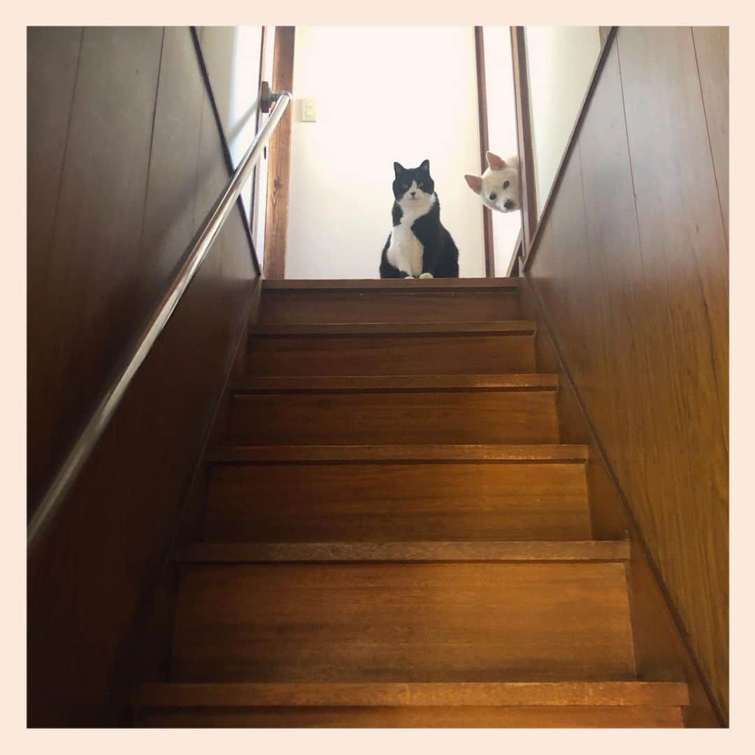 パンといっぴきのインスタグラム：「#stairsgram #catanddog #blackandwhitecat #tuxedocat #crossbreed #mixdog #犬と猫 #雑種犬 #元保護犬 #白黒猫 #ハチワレ #元保護猫」
