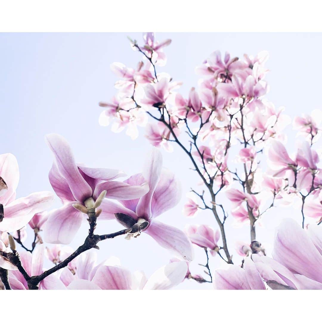 palomaparrotのインスタグラム：「we are totally aware of the situation and try to stay at home as much as possible. but every afternoon we go for a walk around the block trying to keep distance to others. how are you handling the current situation? #springvibes」