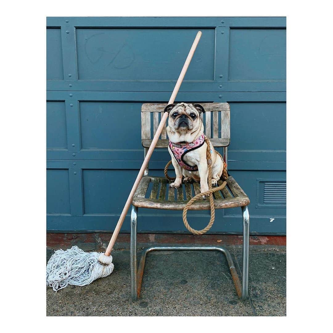 Melissa Santiagoのインスタグラム：「A few months ago when outside chairs weren’t scary. Bizarre how one month ago feels like a different lifetime.  #DiscardedChairsOfTheMission #DailyPug #LeicaHarrietPancakes」