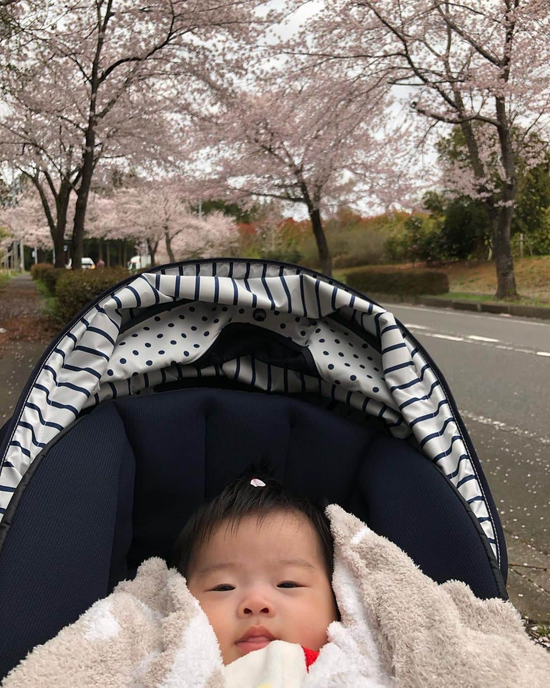 星野涼子さんのインスタグラム写真 - (星野涼子Instagram)「1年でこんなに大きくなって、歩くようになって、色んな表情するようになるんですねぇ☺️ #桜　#桜のアーチ #1歳　#1歳3ヶ月 #春　#日本　#japan #spring #cherryblossom #1yearold  #일본 #봄 #벚꽃 #赤ちゃん　#baby #아기 #成長　#子育て　#育児　#ベビーカー　#combi #b型ベビーカー #西松屋」3月27日 3時30分 - ryoko.hoshino