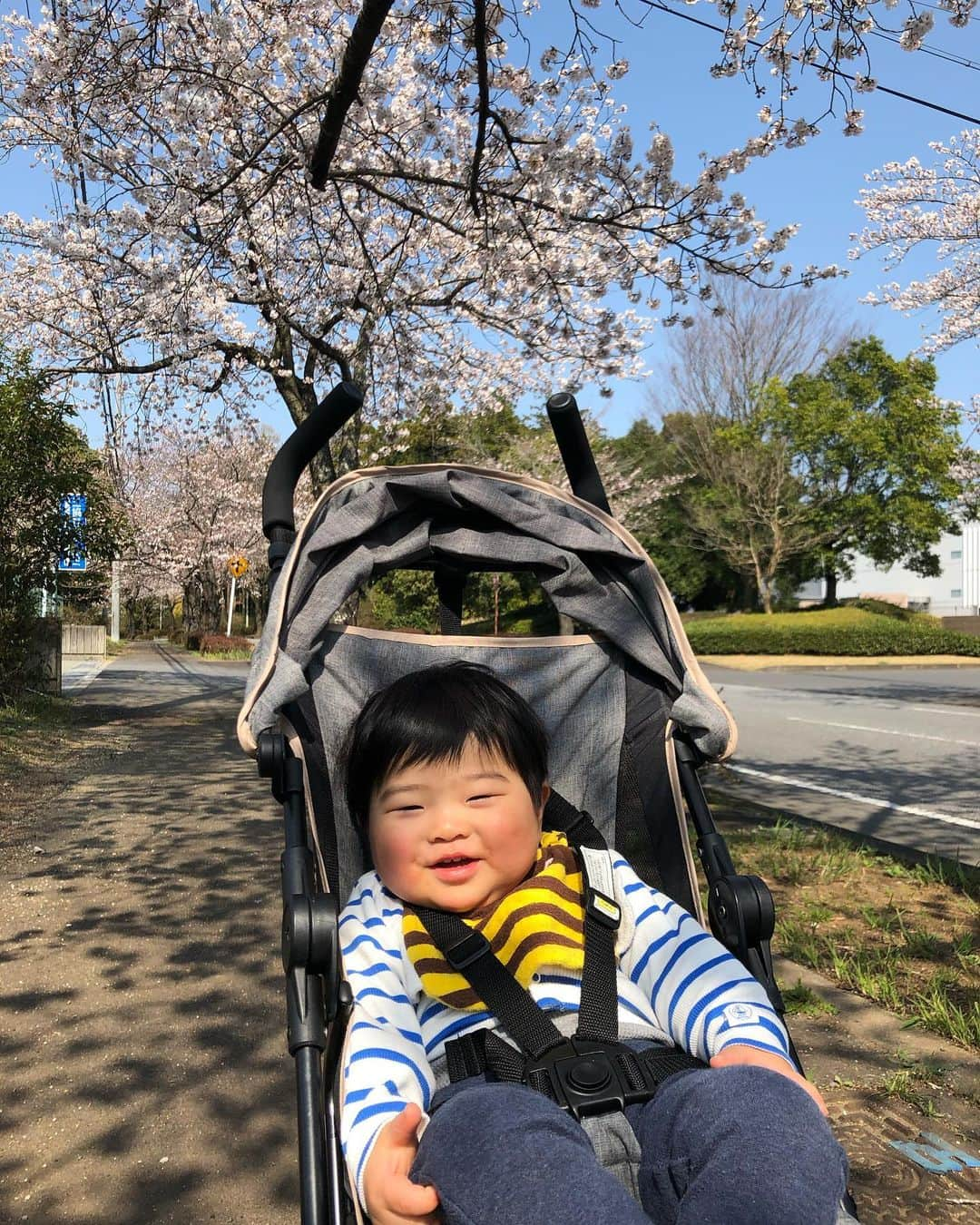 星野涼子さんのインスタグラム写真 - (星野涼子Instagram)「1年でこんなに大きくなって、歩くようになって、色んな表情するようになるんですねぇ☺️ #桜　#桜のアーチ #1歳　#1歳3ヶ月 #春　#日本　#japan #spring #cherryblossom #1yearold  #일본 #봄 #벚꽃 #赤ちゃん　#baby #아기 #成長　#子育て　#育児　#ベビーカー　#combi #b型ベビーカー #西松屋」3月27日 3時30分 - ryoko.hoshino