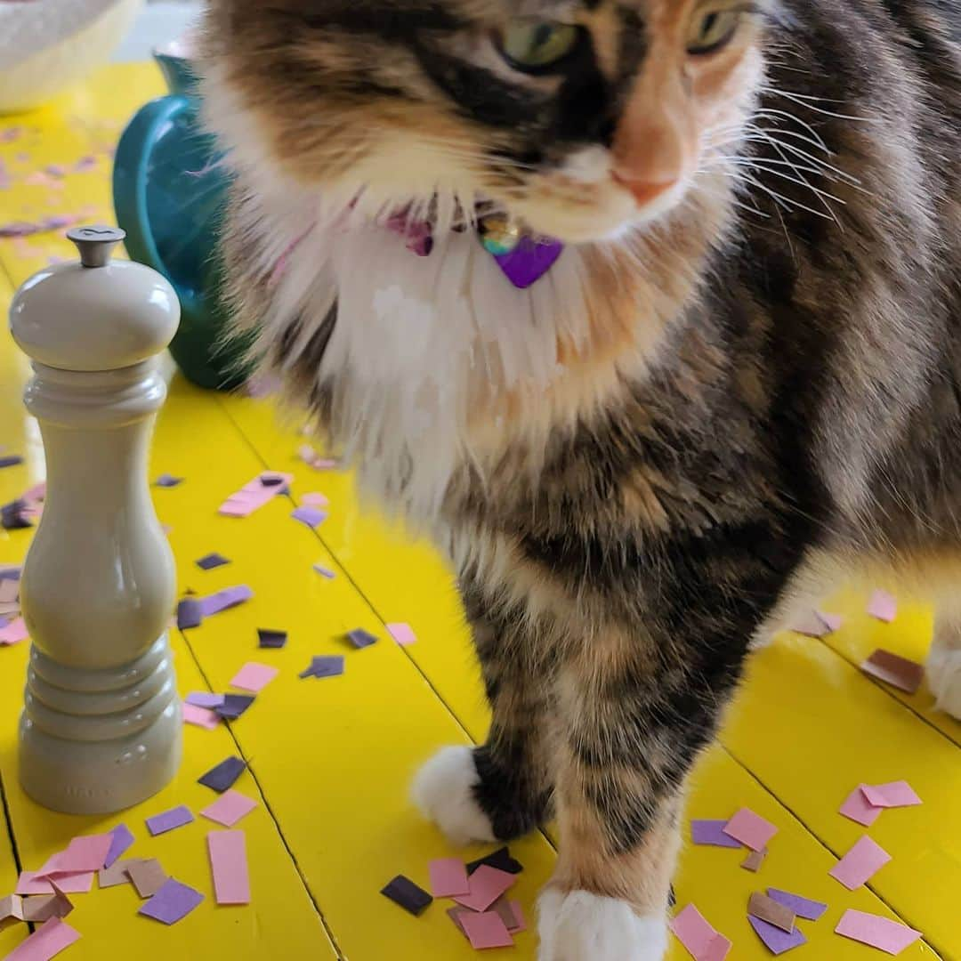 サラ・ジェシカ・パーカーさんのインスタグラム写真 - (サラ・ジェシカ・パーカーInstagram)「Homemade confetti and a cat. X,SJ」3月27日 4時16分 - sarahjessicaparker