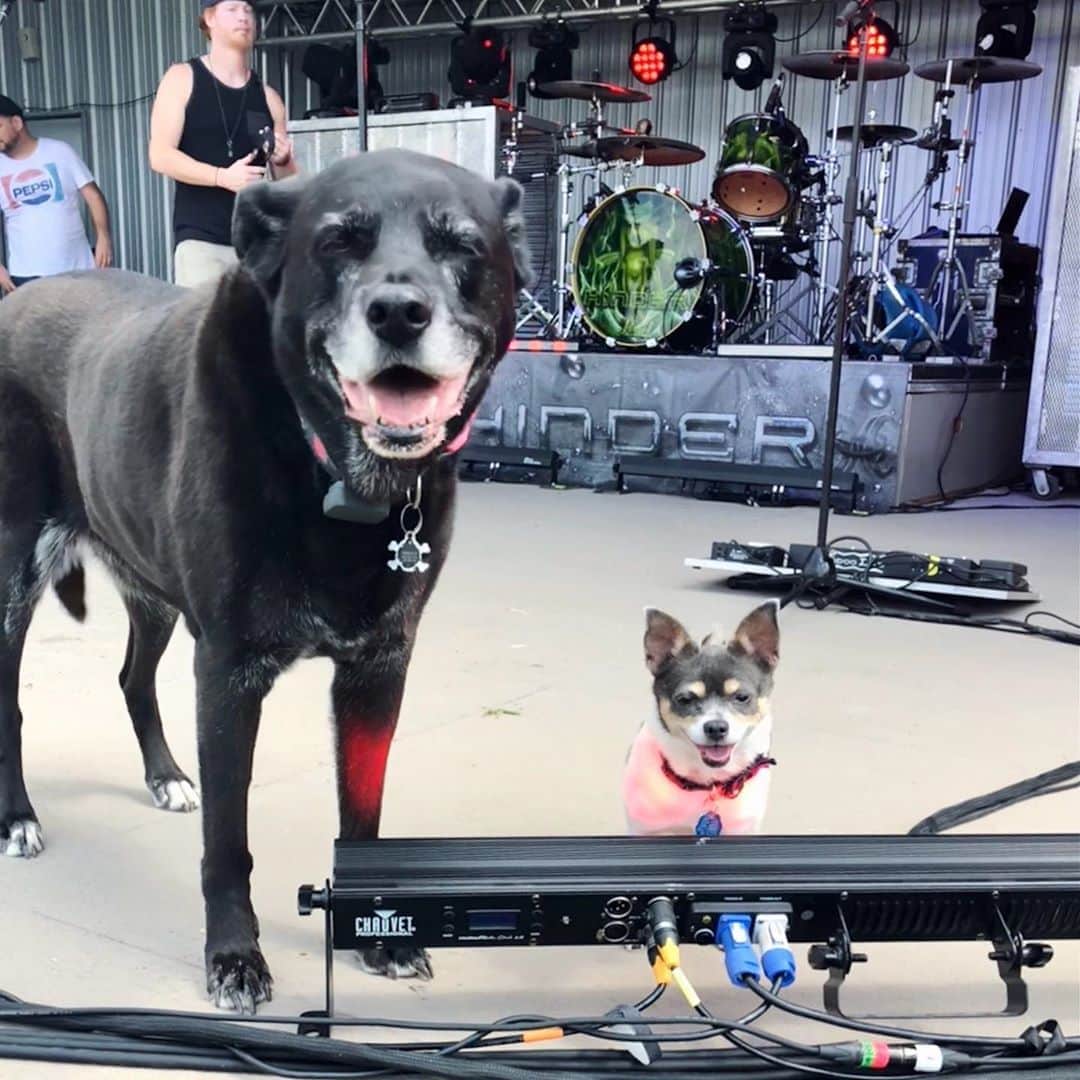 ヒンダーのインスタグラム：「#throwBARKthursday featuring our best pals 🐶🤘🏽 DM us pics of your dogs (cats count too..kinda...)」