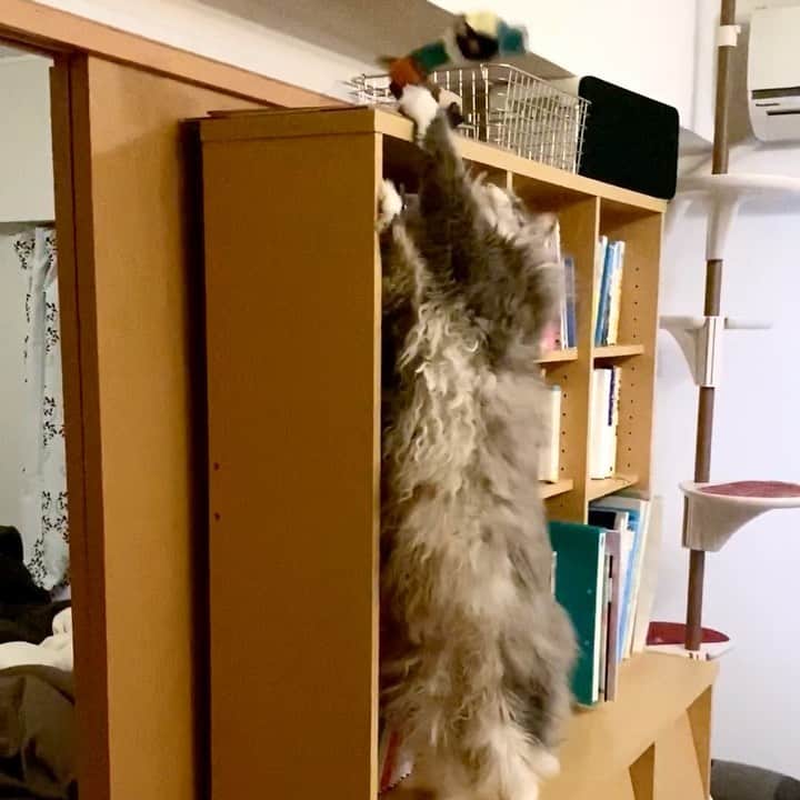 のインスタグラム：「#犯ニャン による #犯行現場  _  #ぷーぷー #ねこ #猫 #メインクーン #cat #catstagram #catsagram #catsofinstagram #cats_of_world #catlover #catlovers #catholic #cat_of_instagram #catlife #mainecoon #mainecoonlife #mainecoonlover #fluffy #bigcat #ねこ部 #ふわもこ部 #メインクーン部  #にゃんすたぐらむ #ねこすた #ねこすたぐらむ  #ねこと暮らす」