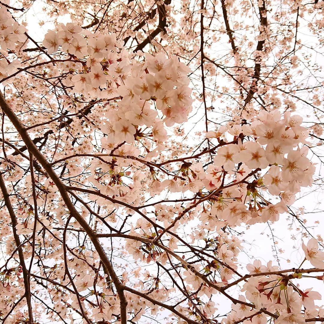 nori0620さんのインスタグラム写真 - (nori0620Instagram)「この春 @danielwellington から  女性の美しさを象徴する 桜色をメインとした  PTITE ROSEWATERが登場 ⌚🌸🌸🌸 自由に咲く花のように、 女性がしなやかで自分の個性を輝かせる姿を描いてイメージされたそうです✨  いつも余裕がなく、せかせかしている自分に、旦那さんから言われることは “ 魅力的だと思う人のふりをして振る舞うといいんだよ”  そんな、私が魅力を感じる女性は “ 笑顔で分け隔てなく、誰にでも優しく 平等に接することが出来て、相手への思いやりを忘れない人 ”  自分らしく、柔軟な心で いつも向上心を持って振る舞う女性は きっといつも輝いているんだろうな  そんな女性になれるよう、いつも気持ちを軌道修正  今日も…………💭✨ ―――――――――――――――――――――――――――――・4/20まで、フラワーシーズン限定ウォッチ期間限定発売 ・サクラの限定ラッピング&しおりも公式WEBショップで数量限定で  15%offになるクーポンコードよろしければお使い下さい♪ ・【 nori6 】 ( 2020/05/30まで有効、DW公式直営店舗やWEBショップにて使用可能です )  https://www.danielwellington.com/jp/  #@danielwellington #danielwellington #watch #new #ダニエルウェリントン#timetoblossom #cherryblossom #pink #power #期間限定 #🌸🌸🌸」3月27日 10時26分 - nori0620