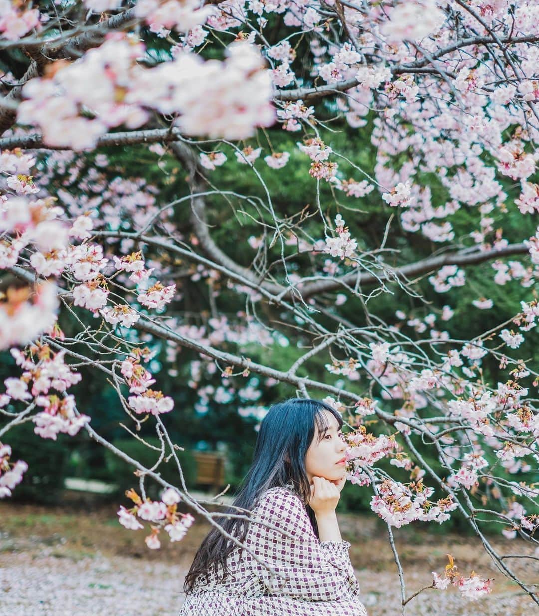 奥野香耶のインスタグラム：「こんにちは。 大変ですね。 小さな幸せ見つけて がんばろーね。 いいことありますように😌🍇 ・ ・ photo(@tkhsmnr108 ) ・ #桜 #🌸 #japan #japanese #cherryblossom #벚꽃 #벚꽃🌸」