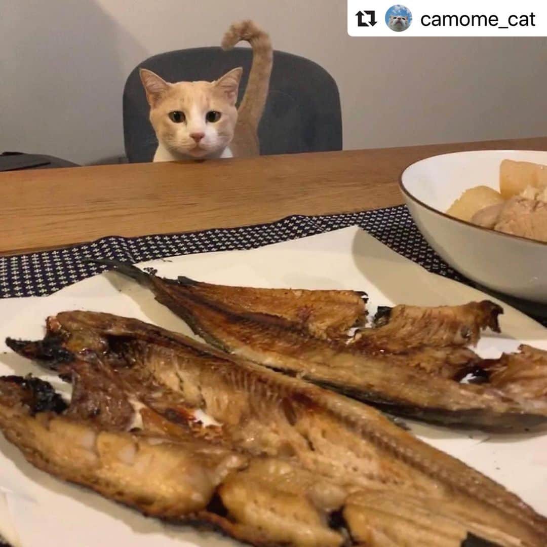 のインスタグラム：「【#ねこは人を笑顔にする】❣️ ビビビッ❣️⚡️美味しいもの発見器のしっぽが反応してます❣️ビビビッ❣️⚡️ @camome_cat さん、ありがとう🐟💕 #Repost @camome_cat with @make_repost ・・・ あ、あれは…🐟 ごくり。  #茶トラ白 #茶白 #ねこすたぐらむ #ねこら部 #ねこと暮らす  #保護猫と暮らす  #ねこのきもち #ねこにすと #祝ニャンとも  #ニャンとも  #猫ちゃん想い  #neko_magazine  #ねこは人を笑顔にする  #nyancon01」