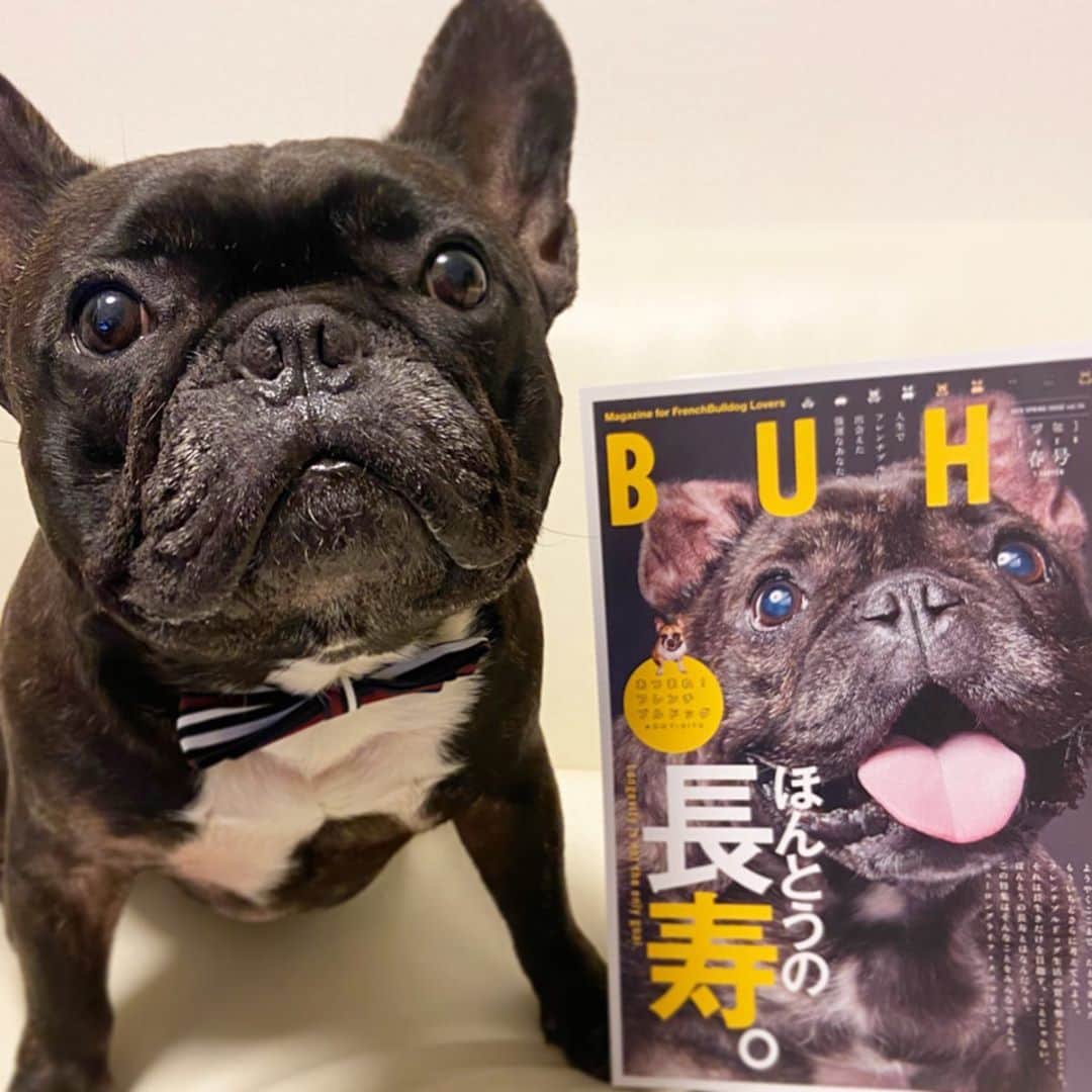 のインスタグラム：「✯ ✯ 本日発売のBUHI春号(64ページ)に 武蔵ちょっとだけ登場してます♡ ✯ 是非見てみてね‼︎ ✯ #buhi #buhimagazine  #frenchbulldog #frenchbull #musashi #フレンチブルドッグ #フレブル #ブヒ #ブリンドル #武蔵 #犬 #프렌치불독 #634 #愛犬 #愛犬家 #親バカ#follow#followme#followalways ✯ ✯」