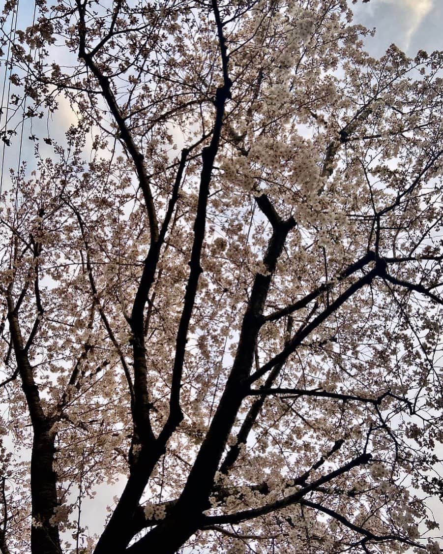 宮村ななこさんのインスタグラム写真 - (宮村ななこInstagram)「夜桜を撮ってばかりだったけど、早朝の桜も綺麗だなぁって思った今日この頃🌸　#photography #photo #cherryblossom #chery #flowers #flower #桜 #写真 #風景 #風景写真」3月27日 6時09分 - miyamuchan_001
