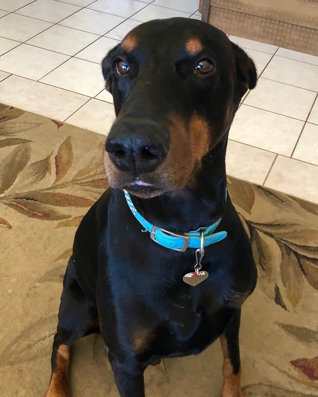 ソフィア・ケニンのインスタグラム：「On March 22, 2020 my Doberman passed away.. He was such a mellow dog, was so loving, had such a good heart.. He knew how to put a smile on my face! He was so beautiful.. He really was such a good dog.. I love him so much and I miss him. Rest In Peace 🙏🏼 I will forever remember and miss you..」