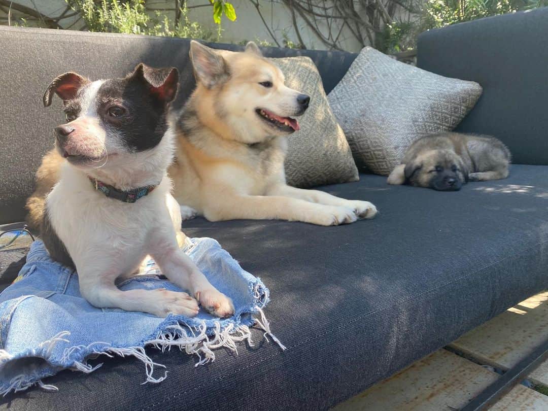 カーラ・デルヴィーニュのインスタグラム：「🐶🐶🐶」