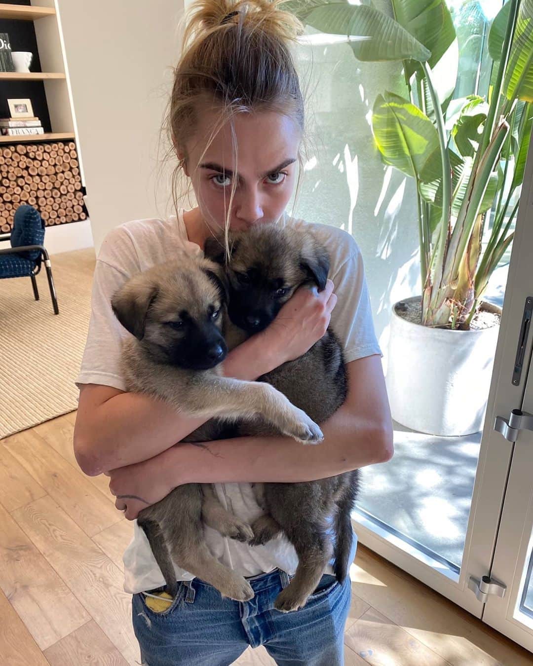 カーラ・デルヴィーニュのインスタグラム：「Fostering these cuties during quarantine and you should too! 🐶🐶 Thank you @thelabellefoundation #Bowie & #Hendrix」