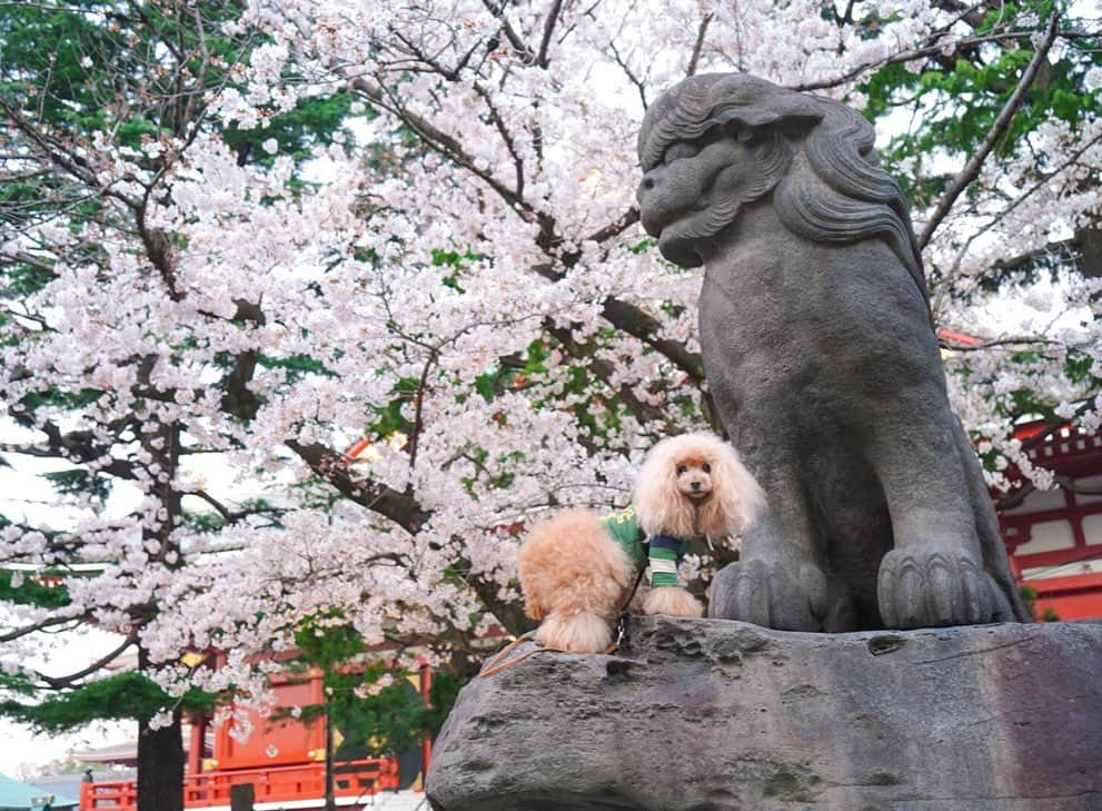 のインスタグラム：「20200327 Friday. Good morning! Friends 🌸 . ❶ みくると狛犬 ❷ みくる盗撮動画。発見おそｯ😂 ❸ 袖問題 @namecomummy ではなく袖口問題😓めくれてた . 東京ロックダウンとか😳 スーパーに物がないとか？ えー😱 取り敢えず、昨日カップラーメン2個買いました。 買い溜めのじゃないよ。 必要分だよ。 . #東京ロックダウン #みくるのフードストックはおけ #カップラーメン」