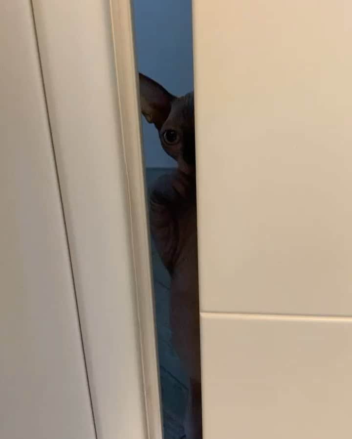 カリム・ラリビのインスタグラム：「CuCù parte 2 ❤️#eve #spy #sphynx」
