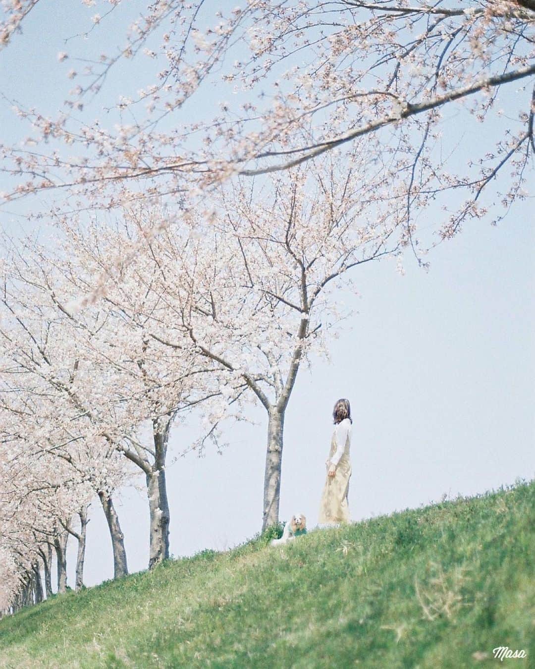 Masaさんのインスタグラム写真 - (MasaInstagram)「. . . . 撮影日 : 2019年4月6日 . #まさ35 #エビプリ #35mm #nikonfm2 #igersjp #tokyocameraclub #film_com #art_of_japan_ #photogenic_jp #GPW_members_only #good_portraits_world #film_jp #film #フィルム #filmcamera #filmphotography #portrait #ポートレート #photogram_archive #todays_blue_collection #pof_ig #hibi_jp #桜 #Cherryblossom #滋賀 #青空 #dog #犬 #キャバリア #Cavalier」3月27日 7時37分 - masa_nikonist