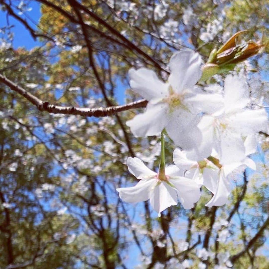 岡野綾夏さんのインスタグラム写真 - (岡野綾夏Instagram)「ももち浜ストア生中継 この後、10:30頃OAです🍀 . 週末のお出かけ情報 お届けしますよ〜🧡 今日は#秋月 から🌸 . #ももち浜ストア #金曜 #生中継 #岡野綾夏 . 先日、 ちいさい春 見つけました🙂🎈 . #桜」3月27日 7時52分 - ayaka.o531