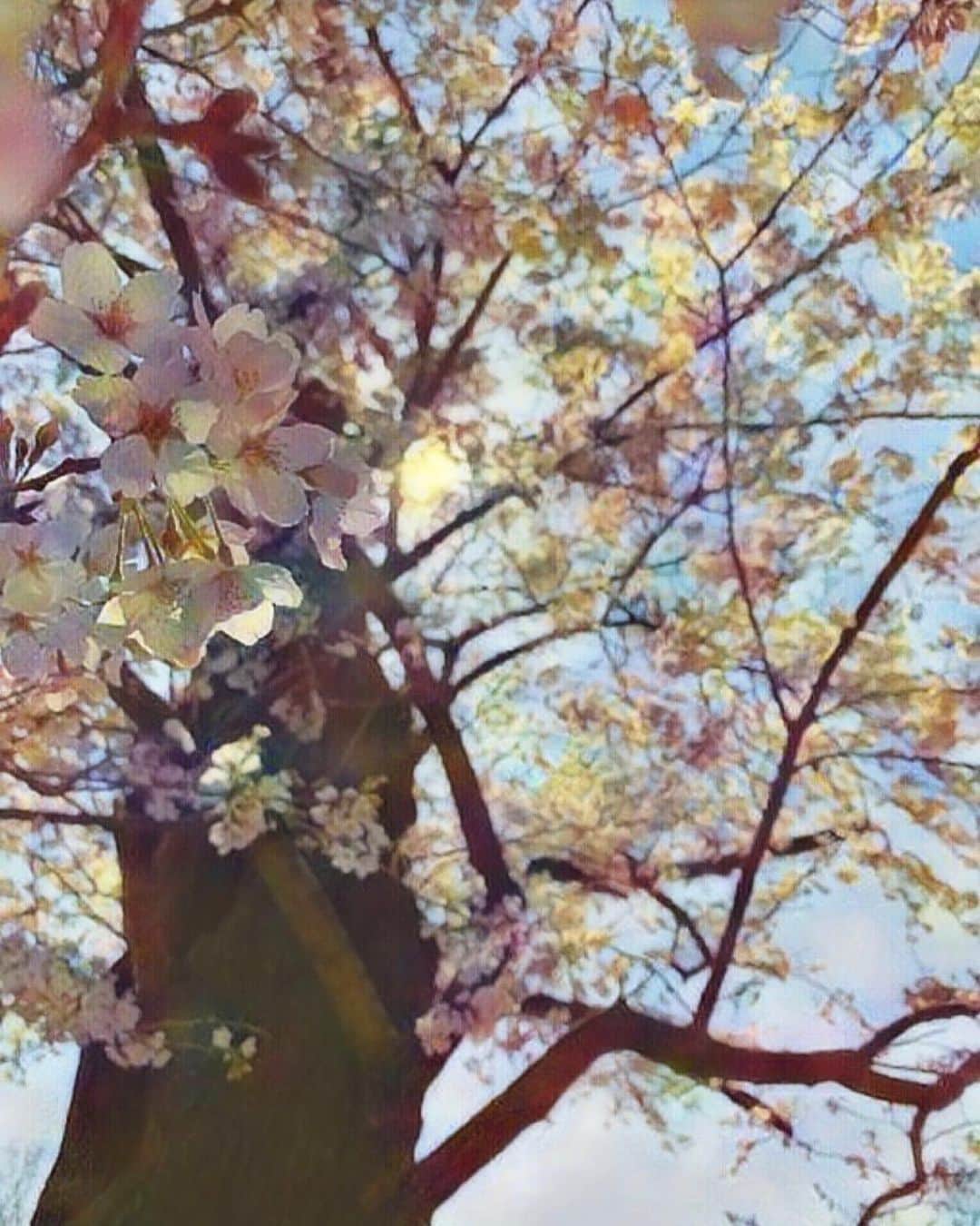 氷浦紫さんのインスタグラム写真 - (氷浦紫Instagram)「おはようございます  今日は曇りかぁ～ 何だか世の中暗いけど早く治まるといいなぁ……春なのに何だか勿体ないなぁって桜みながら思いました。 ノスタルジックに加工してみたら、夢の中みたいになった🌸  #桜#ソメイヨシノ#満開#東京の桜#桜大好き#instagramjapan #画像加工 #親子#男の子ママ#2歳男の子#2y2m」3月27日 8時11分 - yukalihiula