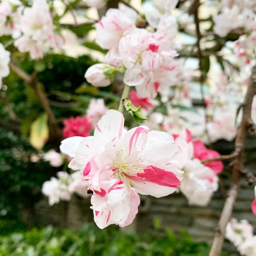 吉田美紀さんのインスタグラム写真 - (吉田美紀Instagram)「・ ・ ♡white×pink♡ 変わった桜だなぁ〜と思ったら これは桃なんですって･:*+. ・ 源平ハナモモ、通るたびに素敵だなぁと うっとり眺めてます˚✧₊⁎ ・ ・ #spring #peachblossom #mixcolor #源平桃 #源平花桃 #春 #桃の花」3月27日 8時14分 - miki__yoshida