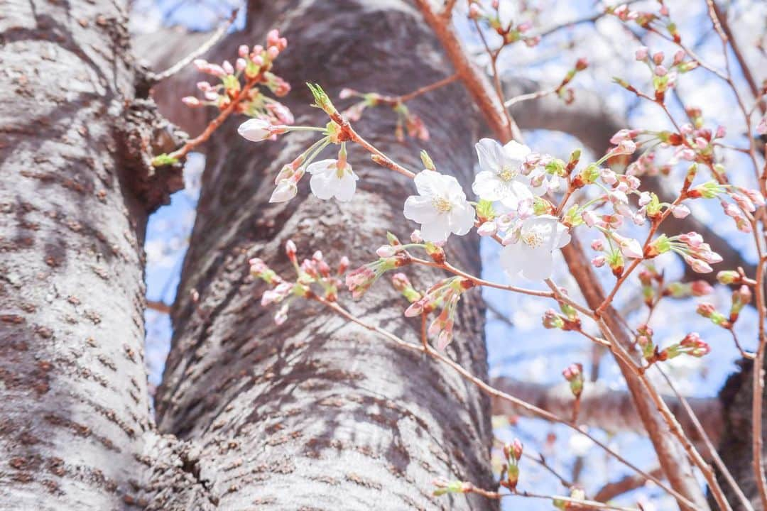 深沢紗希のインスタグラム：「#桜#japan_of_insta #サクラ #ミラーレス一眼 #eoskissm #canon #東京カメラ部 #cherryblossom」