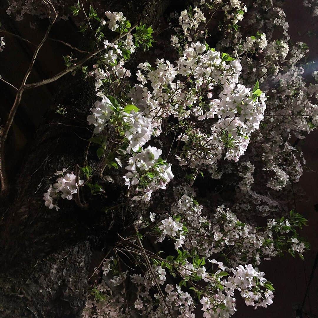 清水麻椰さんのインスタグラム写真 - (清水麻椰Instagram)「葉桜になるの早いよ…🥺🌸🍃」3月27日 19時39分 - mayasmz