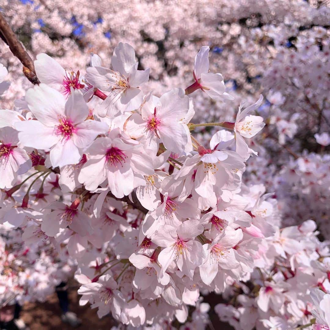 金子実加さんのインスタグラム写真 - (金子実加Instagram)「すでに引きこもりですが…🥺 週末は一歩も出ないで、自粛ですね！ 先日は、桜が綺麗でした🌸 みなさんも出来る対策をして、 お身体ご自愛くださいね✨✨ . . . . . . . . . . #桜　#🌸　#cherryblossom #東京」3月27日 18時06分 - kanekomika0127