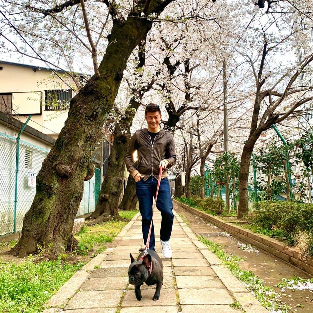 播戸竜二さんのインスタグラム写真 - (播戸竜二Instagram)「『ばん散歩』 ・ さんぽ。さんぽ。さんぽ。 ・ 楽しかったね！ルチア🐕 ・ ・ #ばんさんぽ #フレンチブルドッグ  #散歩 #桜  #Jリーグウォーキング」3月27日 18時10分 - ryuji_bando