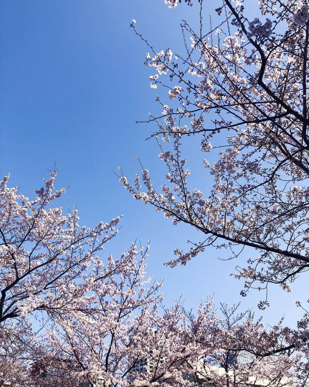 シャウラさんのインスタグラム写真 - (シャウラInstagram)「Let’s all post something that gives us joy in these uncertain times. Cherry blossoms have bloomed in Tokyo and today I was surrounded by fragrant petals carried by the wind. A word I love in Japanese is “sakurafubuki” which translates to “cherry blossom blizzard.” Today, this gave me joy. Now tell me yours.  不安で溢れている世の中だからこそ幸せを感じた瞬間をシェアしたい。今日は外を歩いていて桜吹雪に包まれた。一瞬だけ純粋に春を楽しめた。今日のあなたの感じた幸せはなんですか？ #sakura #cherryblossoms #joy #桜」3月27日 18時11分 - shaula_vogue