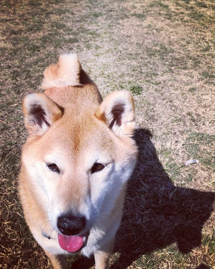 マロたんのインスタグラム：「マロたんの全力疾走🐾ドッグのランでランしないマロたんの全力疾走🐾 ポテポテじゃないの、全力疾走！ #shiba #shibainu #weeklyfluff」
