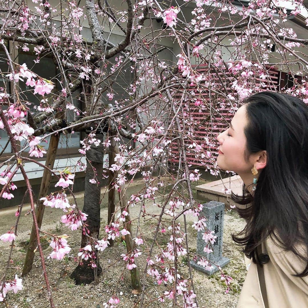 辻恵子のインスタグラム：「春の訪れ。。 早く花見したいなー！！！ コロナがいち早く落ち着きます様に。。😭😭😭💕 #花見　#flower  #cherryblossom  #コロナが落ち着きますように  #missuniverse  #japan」